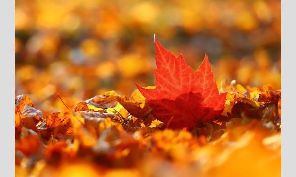 ReOPAお出かけイベント～ 公園をのんびりお散歩しよう～ in東京イベント