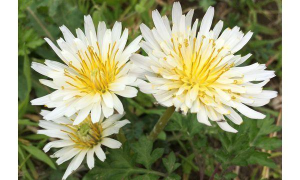 ネイチャーサイエンス「江波山 春さがし探検隊」（広島市江波山気象館）３月２２日（日）開催 in広島イベント