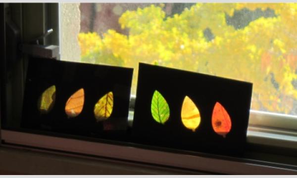 ネイチャーサイエンス「江波山 秋のイロ色さがし」(広島市江波山気象館)11月23日(日・祝)開催 in広島イベント