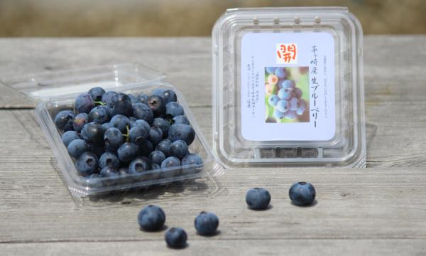 ブルーベリー摘み取り体験　2025年6月【茅ヶ崎　温故知新　開工房】 イベント画像2