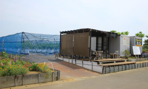 ブルーベリー摘み取り体験　2025年6月【茅ヶ崎　温故知新　開工房】 イベント画像3