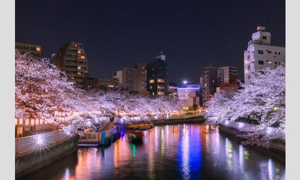 コース２：深川さくら祭り・夜桜ライトアップ観覧クルーズ（７0分） イベント画像1