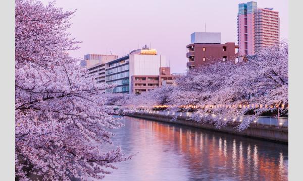 コース２：深川さくら祭り・夜桜ライトアップ観覧クルーズ（７0分） イベント画像2