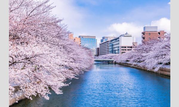 コース１:深川さくら祭り＆大横川桜回路観覧クルーズ（７0分） イベント画像1