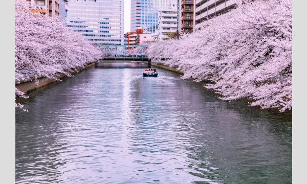 コース１:深川さくら祭り＆大横川桜回路観覧クルーズ（７0分） イベント画像2
