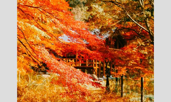 11月27日(日)埼玉嵐山エリア紅葉狙い イベント画像1