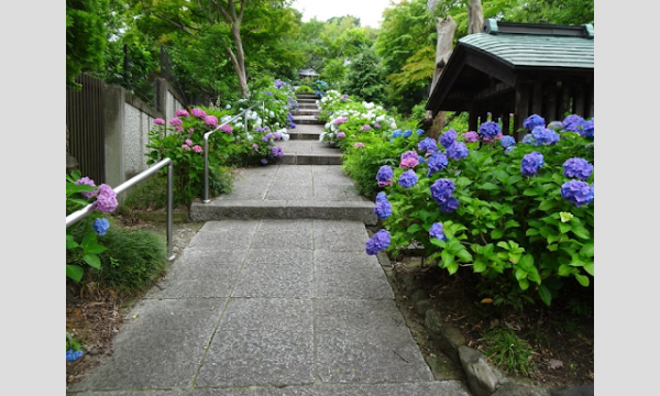 6月16日(日)紫陽花×お寺企画 イベント画像1