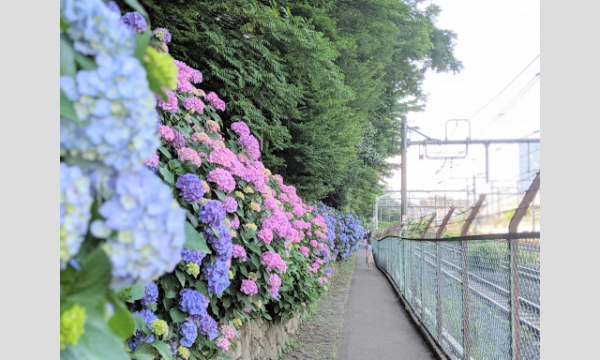 6月14日(金)平日早朝紫陽花企画 イベント画像1
