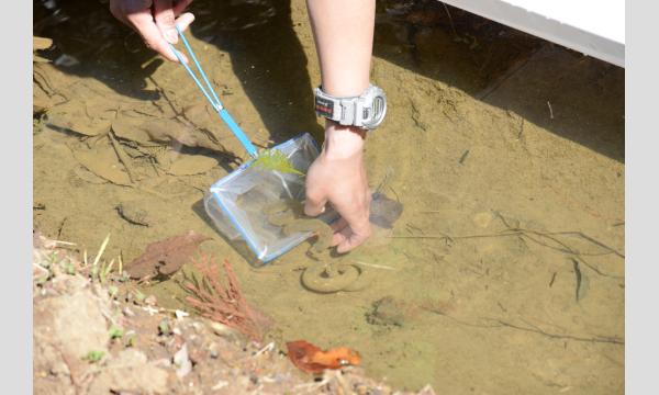メッツァビレッジにくらすトウキョウサンショウウオの生態を学ぼう！ イベント画像3