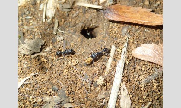 メッツァの土の中には何かがいる！？　冬の小さな生き物たちを観察しよう！ イベント画像2