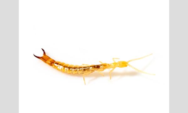 メッツァの土の中には何かがいる！？　冬の小さな生き物たちを観察しよう！ イベント画像3