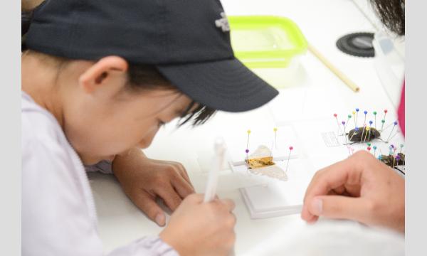 【夏休み自由研究企画】メッツァビレッジで昆虫の標本作り イベント画像2