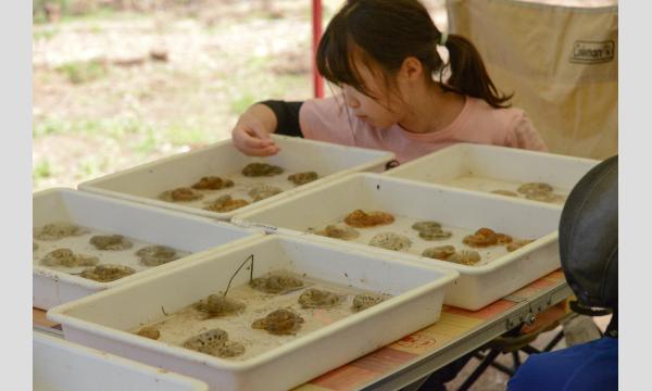 【リピート割引】メッツァビレッジにくらすトウキョウサンショウウオをまもろう！ イベント画像3