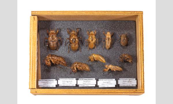 【自由研究お助け隊！】メッツァビレッジで夜のセミ観察！ イベント画像2