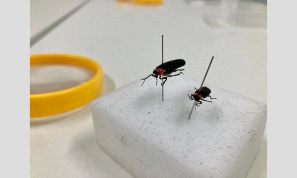 メッツァの水辺でホタル観察！ イベント画像3
