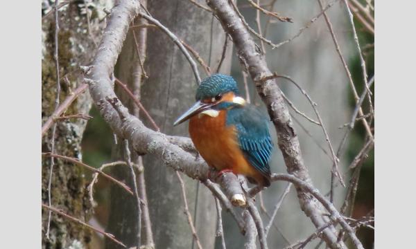 びぶんで野鳥さがし イベント画像2