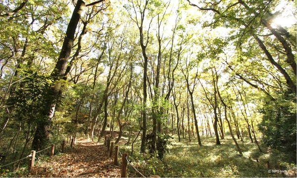 森林セラピストと冬の雑木林さんぽin八国山緑地 イベント画像2