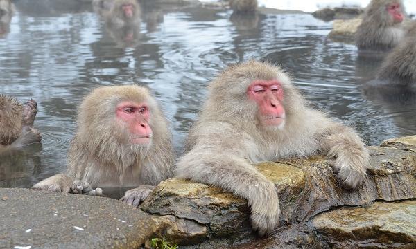 １０／１７（日）ONSEN・ガストロノミーウォーキングinスノーモンキータウン・湯田中渋温泉郷 イベント画像3