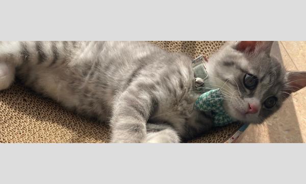 【保護猫シェアハウス】見学会@川崎 前半の部 12:00~14:30 イベント画像1