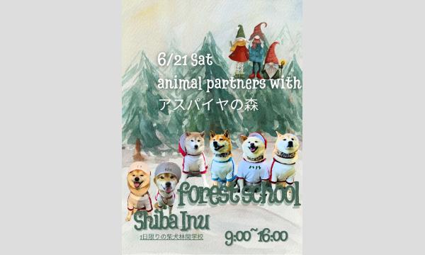柴犬学校 2学期　〜林間学校編〜 イベント画像1