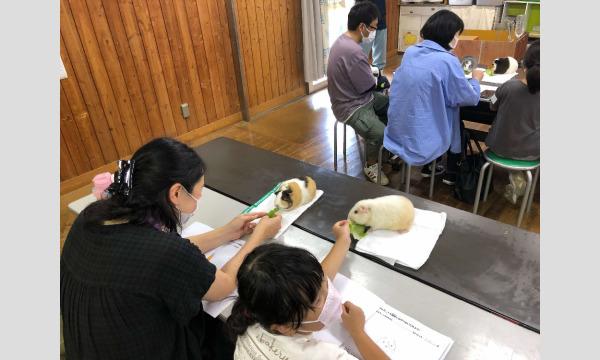 令和5年度動物サマースクール（小学生対象・抽選制）『（11）親子で考えよう！モルモットってどんな動物？（8/17)』 イベント画像2