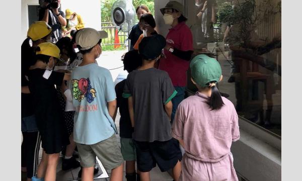 令和5年度動物サマースクール（小学生対象・抽選制）『（13）レッサーパンダの飼育員さんになってみよう（8/25』 イベント画像2