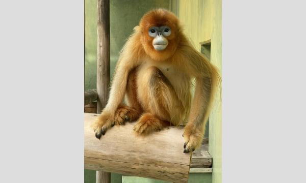 【対象者限定・抽選制】6/24（土） 開催　令和５年度第１回サポーターズデー『（３）キンシコウ等のバックヤードツアー』 イベント画像1