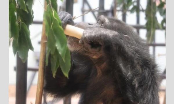 令和5年度動物サマースクール（小学生対象・抽選制）『（９）チンパンジーの生活を豊かにしよう（８/８）』 イベント画像1