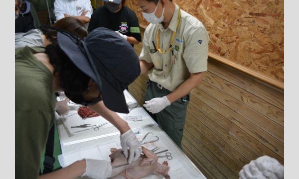 Zoo Academy実習版　大人のための動物園獣医師体験　2024年11月23日 イベント画像1
