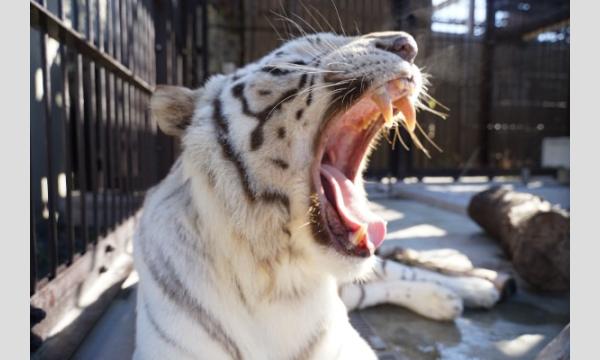 ホワイトタイガーのおやつタイム(2025年10月25日) イベント画像1