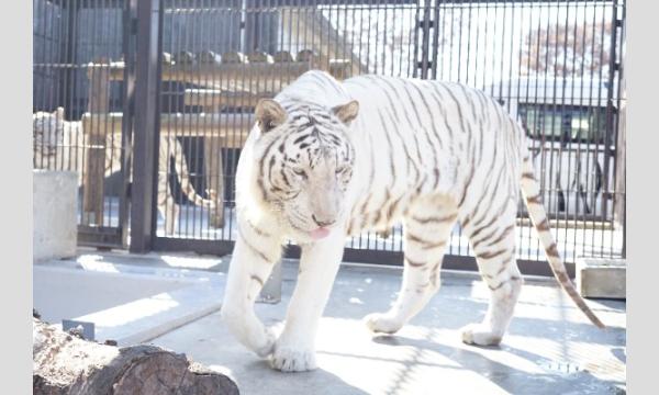 ホワイトタイガーのディナータイム(2026年1月31日) イベント画像1