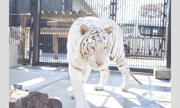 ホワイトタイガーのディナータイム(2025年10月25日) イベント画像1