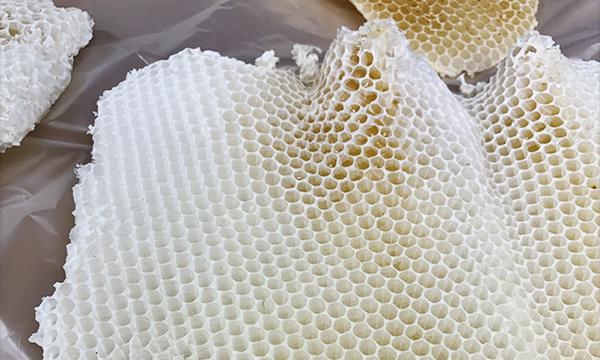 都会で養蜂？ ワークショップ編　クリスマスキャンドルを作ろう イベント画像2