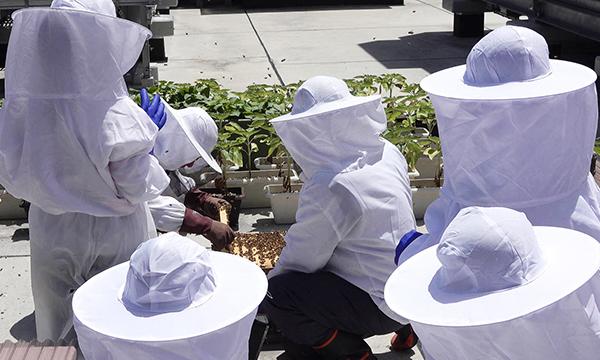 都会で養蜂?秋の養蜂体験! イベント画像3