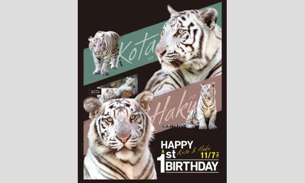 ホワイトタイガー1stバースデーイベント