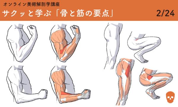オンライン美術解剖学講座「サクッと学ぶ美術解剖学の要点」 イベント画像2