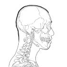 ANATOMY TUTORIALSのイベント