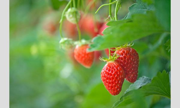 1/1(木)～1/31(土) はままつフルーツパークときのすみか 入園チケット イベント画像3