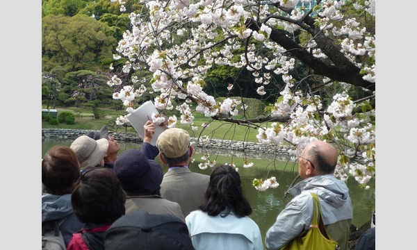 卯月クルーズ・樹木医と歩くサトザクラ咲く浜離宮恩賜庭園 イベント画像3